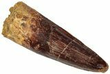 Fossil Spinosaurus Tooth - Real Dinosaur Tooth #305811-1